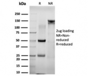 SDS-PAGE analysis of purified, BSA-free NACC1 antibody (clone PCRP-NACC1-1A8) as confirmation of integrity and purity.