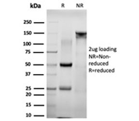 SDS-PAGE analysis of purified, BSA-free NACC1 antibody (clone PCRP-NACC1-1A8) as confirmation of integrity and purity.