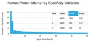Analysis of HuProt(TM) microarray containing more than 19,000 full-length human proteins using NACC1 antibody (clone PCRP-NACC1-1A8). These results demonstrate the foremost specificity of the PCRP-NACC1-1A8 mAb. Z- and S- score: The Z-score represents the strength of a signal that an antibody (in combination with a fluorescently-tagged anti-IgG secondary Ab) produces when binding to a particular protein on the HuProt(TM) array. Z-scores are described in units of standard deviations (SD's) above the mean value of all signals generated on that array. If the targets on the HuProt(TM) are arranged in descending order of the Z-score, the S-score is the difference (also in units of SD's) between the Z-scores. The S-score therefore represents the relative target specificity of an Ab to its intended target.