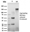 SDS-PAGE analysis of purified, BSA-free C-terminal-binding protein 2 antibody (clone PCRP-CTBP2-2D11) as confirmation of integrity and purity.