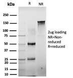SDS-PAGE analysis of purified, BSA-free C-terminal-binding protein 2 antibody (clone PCRP-CTBP2-2D11) as confirmation of integrity and purity.