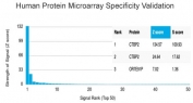 Analysis of HuProt(TM) microarray containing more than 19,000 full-length human proteins using C-terminal-binding protein 2 antibody (clone PCRP-CTBP2-2D11). These results demonstrate the foremost specificity of the PCRP-CTBP2-2D11 mAb. Z- and S- score: The Z-score represents the strength of a signal that an antibody (in combination with a fluorescently-tagged anti-IgG secondary Ab) produces when binding to a particular protein on the HuProt(TM) array. Z-scores are described in units of standard deviations (SD's) above the mean value of all signals generated on that array. If the targets on the HuProt(TM) are arranged in descending order of the Z-score, the S-score is the difference (also in units of SD's) between the Z-scores. The S-score therefore represents the relative target specificity of an Ab to its intended target.