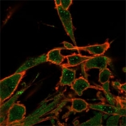Immunofluorescent staining of human U87 cells using Daxx antibody (green, clone PCRP-DAXX-8B7) and phalloidin (red).