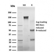 SDS-PAGE analysis of purified, BSA-free Daxx antibody (clone PCRP-DAXX-8B7) as confirmation of integrity and purity.