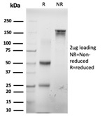 SDS-PAGE analysis of purified, BSA-free E2F6 antibody (PCRP-E2F6-1F8) as confirmation of integrity and purity.