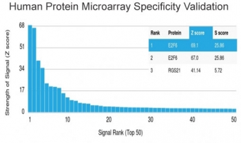 Analysis of HuProt(TM) microarray containing more than 19,000 full-length human proteins using E2F6 antibody (clone PCRP-E2F6-1F8). These results demonstrate the foremost specificity of the PCRP-E2F6-1F8 mAb. Z- and S- score: The Z-score represents the strength of a signal that an antibody (in combination with a fluorescently-tagged anti-IgG secondary Ab) produces when binding to a particular protein on the HuProt(TM) array. Z-scores are described in units of standard deviations (SD's) above the mean value of all signals generated on that array. If the targets on the HuProt(TM) are arranged in descending order of the Z-score, the S-score is the difference (also in units of SD's) between the Z-scores. The S-score therefore represents the relative target specificity of an Ab to its intended target.