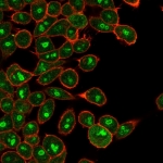 Immunofluorescent staining of human HeLa cells using E2F6 antibody (green, clone PCRP-E2F6-1F8) and phalloidin (red).