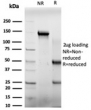 SDS-PAGE analysis of purified, BSA-free E4F1 antibody (clone PCRP-E4F1-2D1) as confirmation of integrity and purity.