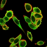 Immunofluorescent staining of PFA-fixed human HeLa cells using EIF2A antibody (green, clone PCRP-EIF2S1-1E2) and phalloidin (red).