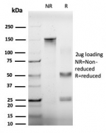 SDS-PAGE analysis of purified, BSA-free EIF4A2 antibody (clone PCRP-EIF4A2-2B5) as confirmation of integrity and purity.