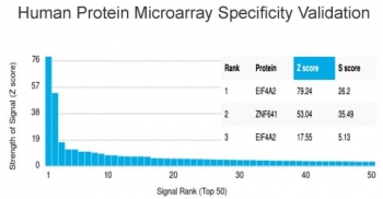 Analysis of HuProt(TM) microarray containing more than 19,000 full-length human proteins using EIF4A2 antibody (clone PCRP-EIF4A2-2B5). These results demonstrate the foremost specificity of the PCRP-EIF4A2-2B5 mAb. Z- and S- score: The Z-score represents the strength of a signal that an antibody (in combinat