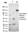SDS-PAGE analysis of purified, BSA-free Eukaryotic translation initiation factor 4E antibody (clone PCRP-EIF4E-1D3) as confirmation of integrity and purity.