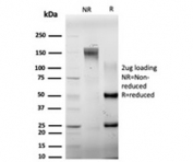 SDS-PAGE analysis of purified, BSA-free ELK1 antibody (clone PCRP-ELK1-1D9) as confirmation of integrity and purity.