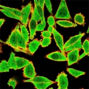 Immunofluorescent staining of PFA-fixed human HeLa cells using BTF2 p44 antibody (green, clone PCRP-GTF2H2-1B9) and phalloidin (red).