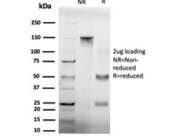 SDS-PAGE analysis of purified, BSA-free BTF2 p44 antibody (clone PCRP-GTF2H2-1B9) as confirmation of integrity and purity.