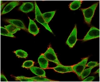 Immunofluorescent staining of human HeLa cells using IRF3 antibody (green, clone PCRP-IRF3-1E11) and phalloidin (red).