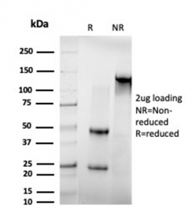 SDS-PAGE analysis of purified, BSA-free IRF3 antibody (PCRP-IRF3-1E11) as confirmation of integrity and purity.