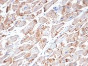 IHC staining of FFPE human heart tissue with CD325 antibody (clone MNCD2). HIER: boil tissue sections in pH 9 10mM Tris with 1mM EDTA for 20 min and allow to cool before testing.