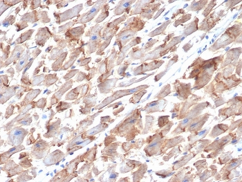 IHC staining of FFPE human heart tissue with CD325 antibody (clone MNCD2). HIER: boil tissue sections in pH 9 10mM Tris with 1mM EDTA for 20 min and allow to cool before testing.~