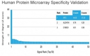 Analysis of HuProt(TM) microarray containing more than 19,000 full-length human proteins using IRF3 antibody (clone PCRP-IRF3-1E6). These results demonstrate the foremost specificity of the PCRP-IRF3-1E6 mAb. Z- and S- score: The Z-score represents the strength of a signal that an antibody (in combination with a fluorescently-tagged anti-IgG secondary Ab) produces when binding to a particular protein on the HuProt(TM) array. Z-scores are described in units of standard deviations (SD's) above the mean value of all signals generated on that array. If the targets on the HuProt(TM) are arranged in descending order of the Z-score, the S-score is the difference (also in units of SD's) between the Z-scores. The S-score therefore represents the relative target specificity of an Ab to its intended target.