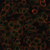 Immunofluorescent staining of PFA-fixed human HeLa cells using IRF3 antibody (green, clone PCRP-IRF3-1E6) and phalloidin (red).