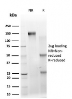 SDS-PAGE analysis of purified, BSA-free IRF3 antibody (PCRP-IRF3-1E6) as confirmation of integrity and purity.