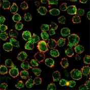 Immunofluorescent staining of human K562 cells using IRF3 antibody (green, clone PCRP-IRF3-6C8) and phalloidin (red).