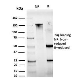 SDS-PAGE analysis of purified, BSA-free IRF3 antibody (PCRP-IRF3-6C8) as confirmation of integrity and purity.