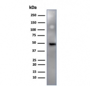 Western blot testing of human HeLa cell lysate using IRF3 antibody (clone PCRP-IRF3-6C8). Predicted molecular weight ~47 kDa.