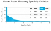 Analysis of HuProt(TM) microarray containing more than 19,000 full-length human proteins using HOMEZ antibody (clone PCRP-HOMEZ-1A5). These results demonstrate the foremost specificity of the PCRP-HOMEZ-1A5 mAb. Z- and S- score: The Z-score represents the strength of a signal that an antibody (in combination with a fluorescently-tagged anti-IgG secondary Ab) produces when binding to a particular protein on the HuProt(TM) array. Z-scores are described in units of standard deviations (SD's) above the mean value of all signals generated on that array. If the targets on the HuProt(TM) are arranged in descending order of the Z-score, the S-score is the difference (also in units of SD's) between the Z-scores. The S-score therefore represents the relative target specificity of an Ab to its intended target.