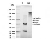 SDS-PAGE analysis of purified, BSA-free HOMEZ antibody (clone PCRP-HOMEZ-1A5) as confirmation of integrity and purity.