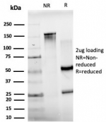 SDS-PAGE analysis of purified, BSA-free JUNB antibody (PCRP-JUNB-3G11) as confirmation of integrity and purity.