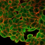 Immunofluorescent staining of human HeLa cells using JUNB antibody (green, clone PCRP-JUNB-3G11) and phalloidin (red).
