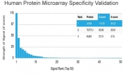 Analysis of HuProt(TM) microarray containing more than 19,000 full-length human proteins using JUNB antibody (clone PCRP-JUNB-3G11). These results demonstrate the foremost specificity of the PCRP-JUNB-3G11 mAb. Z- and S- score: The Z-score represents the strength of a signal that an antibody (in combination with a fluorescently-tagged anti-IgG secondary Ab) produces when binding to a particular protein on the HuProt(TM) array. Z-scores are described in units of standard deviations (SD's) above the mean value of all signals generated on that array. If the targets on the HuProt(TM) are arranged in descending order of the Z-score, the S-score is the difference (also in units of SD's) between the Z-scores. The S-score therefore represents the relative target specificity of an Ab to its intended target.