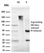 SDS-PAGE analysis of purified, BSA-free MXI1 antibody (clone PCRP-MXI1-1A3) as confirmation of integrity and purity.