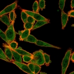 Immunofluorescent staining of PFA-fixed human HeLa cells using MXI1 antibody (green, clone PCRP-MXI1-1A3) and phalloidin (red).