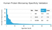 Analysis of HuProt(TM) microarray containing more than 19,000 full-length human proteins using MXI1 antibody (clone PCRP-MXI1-1A3). These results demonstrate the foremost specificity of the PCRP-MXI1-1A3 mAb. Z- and S- score: The Z-score represents the strength of a signal that an antibody (in combination with a fluorescently-tagged anti-IgG secondary Ab) produces when binding to a particular protein on the HuProt(TM) array. Z-scores are described in units of standard deviations (SD's) above the mean value of all signals generated on that array. If the targets on the HuProt(TM) are arranged in descending order of the Z-score, the S-score is the difference (also in units of SD's) between the Z-scores. The S-score therefore represents the relative target specificity of an Ab to its intended target.