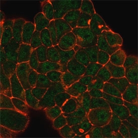 Immunofluorescent staining of PFA-fixed human MCF-7 cells using DDX41 antibody (green, clone PCRP-DDX41-1B4) and phalloidin (red).