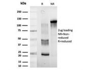 SDS-PAGE analysis of purified, BSA-free DDX41 antibody (clone PCRP-DDX41-1B4) as confirmation of integrity and purity.