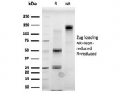 SDS-PAGE analysis of purified, BSA-free MBD3 antibody (clone PCRP-MBD3-1C4) as confirmation of integrity and purity.