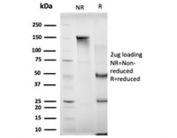 SDS-PAGE analysis of purified, BSA-free MBNL3 antibody (clone PCRP-MBNL3-1D11) as confirmation of integrity and purity.