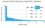 Analysis of HuProt(TM) microarray containing more than 19,000 full-length human proteins using MBNL3 antibody (clone PCRP-MBNL3-1D11). These results demonstrate the foremost specificity of the PCRP-MBNL3-1D11 mAb. Z- and S- score: The Z-score represents the strength of a signal that an antibody (in combination with a fluorescently-tagged anti-IgG secondary Ab) produces when binding to a particular protein on the HuProt(TM) array. Z-scores are described in units of standard deviations (SD's) above the mean value of all signals generated on that array. If the targets on the HuProt(TM) are arranged in descending order of the Z-score, the S-score is the difference (also in units of SD's) between the Z-scores. The S-score therefore represents the relative target specificity of an Ab to its intended target.