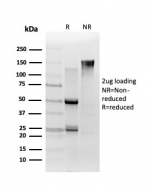 SDS-PAGE analysis of purified, BSA-free TCF-25 antibody (clone PCRP-TCF25-1A11) as confirmation of integrity and purity.
