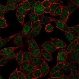Immunofluorescent staining of PFA-fixed human HeLa cells NOC4L antibody (green, clone PCRP-NOC4L-1E3) and phalloidin (red).
