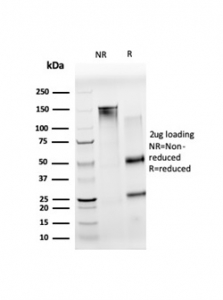 SDS-PAGE analysis of purified, BSA-free NOC4L antibody (clone PCRP-NOC4L-1E3) as confirmation of integrity and purity.