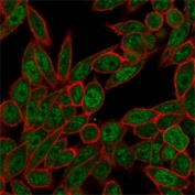 Immunofluorescent staining of PFA-fixed human HeLa cells using NOC4L antibody (green, clone PCRP-NOC4L-1E3) and phalloidin (red).