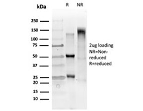 SDS-PAGE analysis of purified, BSA-free GTF2IRD2 antibody (clone PCRP-GTF2IRD2-1B4) as confirmation of integrity and purity.