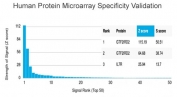 Analysis of HuProt(TM) microarray containing more than 19,000 full-length human proteins using GTF2IRD2 antibody (clone PCRP-GTF2IRD2-1B4). These results demonstrate the foremost specificity of the PCRP-GTF2IRD2-1B4 mAb. Z- and S- score: The Z-score represents the strength of a signal that an antibody (in combination with a fluorescently-tagged anti-IgG secondary Ab) produces when binding to a particular protein on the HuProt(TM) array. Z-scores are described in units of standard deviations (SD's) above the mean value of all signals generated on that array. If the targets on the HuProt(TM) are arranged in descending order of the Z-score, the S-score is the difference (also in units of SD's) between the Z-scores. The S-score therefore represents the relative target specificity of an Ab to its intended target.