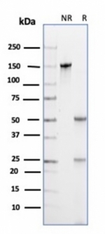 SDS-PAGE analysis of purified, BSA-free CD133 antibody (clone PROM/6316) as confirmation of integrity and purity.