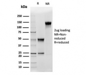 SDS-PAGE analysis of purified, BSA-free CD5 Ligand antibody (clone CD5L/4420) as confirmation of integrity and purity.